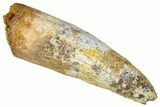 Bargain, Fossil Spinosaurus Tooth - Real Dinosaur Tooth #368154-1